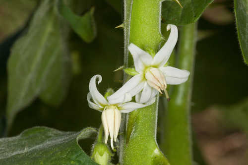 Solanum viarum #19